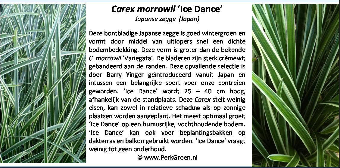 Carex morrowii Ice Dance