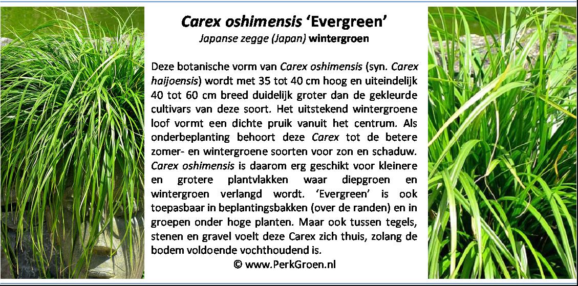 Carex oshimensis Evergreen