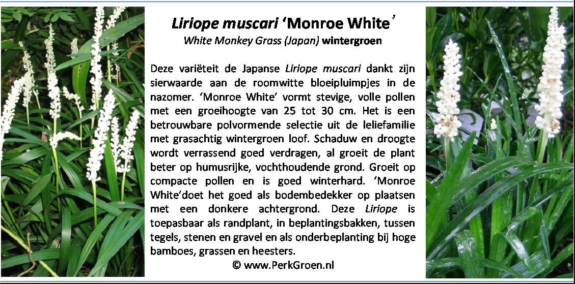 Liriope muscari Monroe White