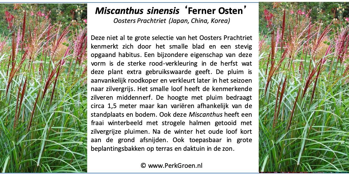 Miscanthus sinensis Ferner Osten copyright PerkGroennl