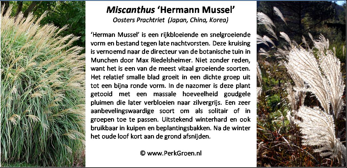 Miscanthus sinensis Hermann Mussel