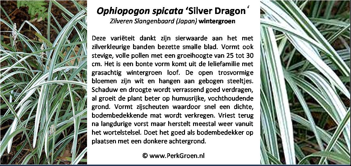 Ophiopogon spicata Silver Dragon