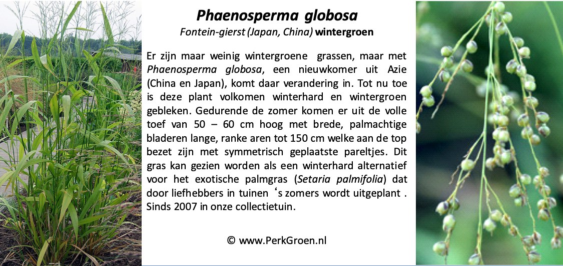 Phaenosperma globosa copyright PerkGroennl