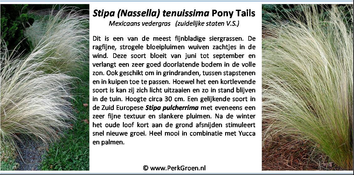Stipa tenuissima Pony Tails