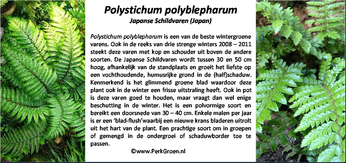 Polystichum polyblepharum