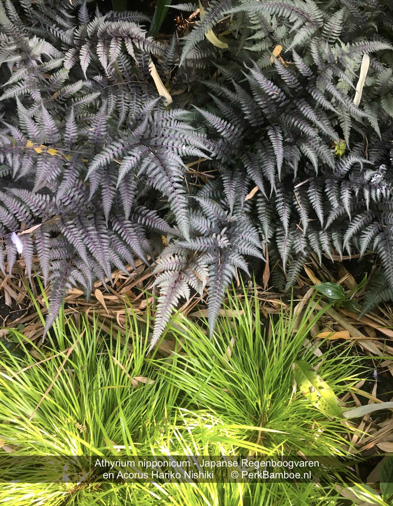 Athyrium nipponicum Japanese Raibow fern and Acorus Hakiro Nishiki in our garden PerkBamboo com
