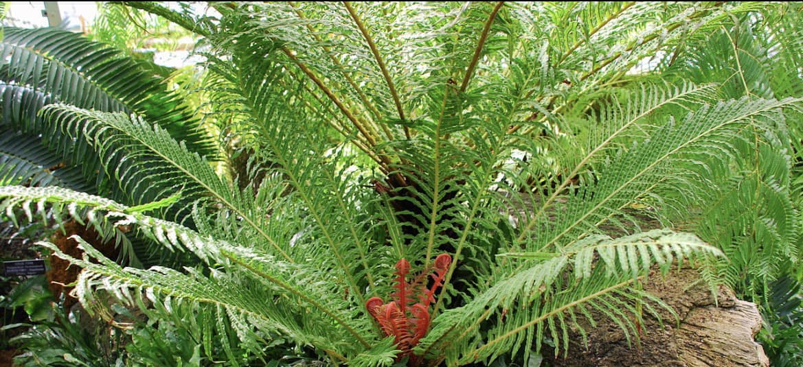 Blechnum brasiliense 2