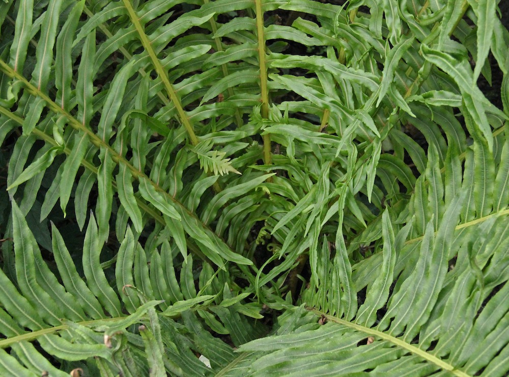 Blechnum brasiliense 3