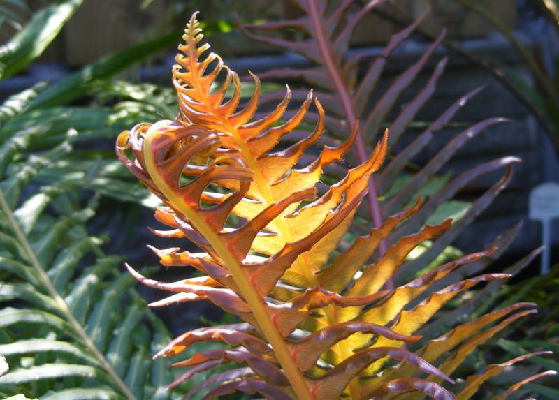Blechnum brasiliense 4