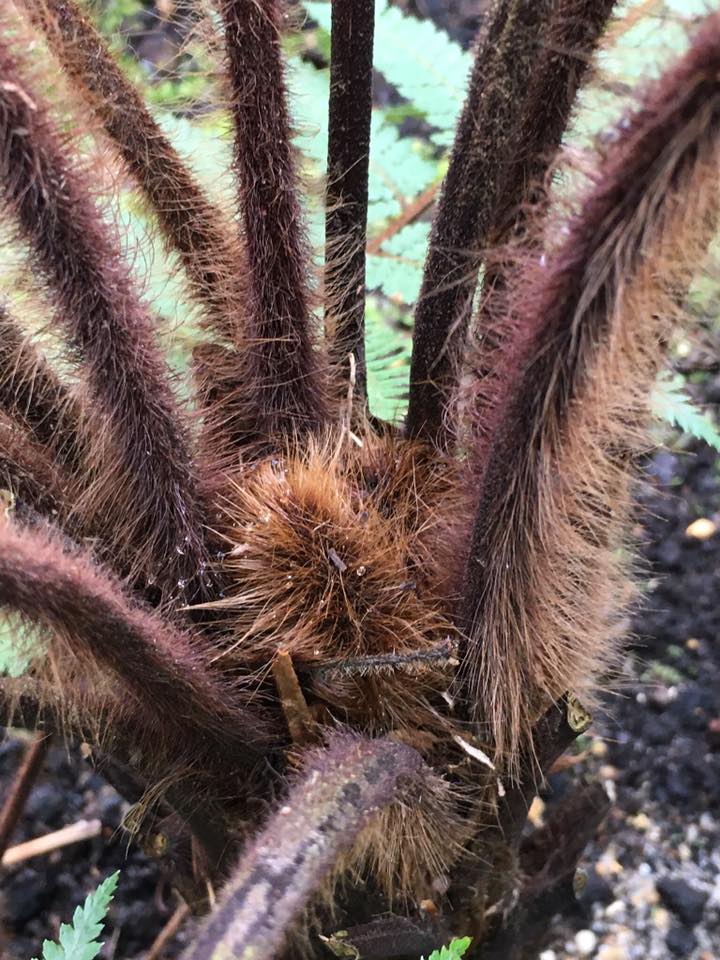 Dicksonia squarrosa 3