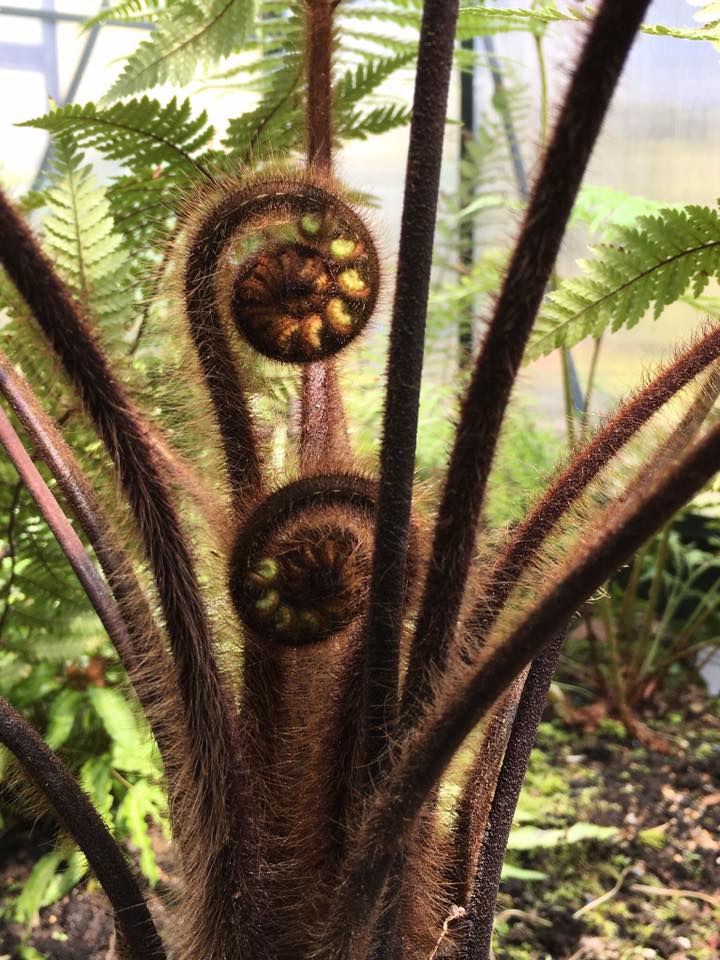 Dicksonia squarrosa 5