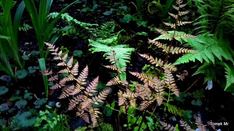 Dryopteris purpurella 1