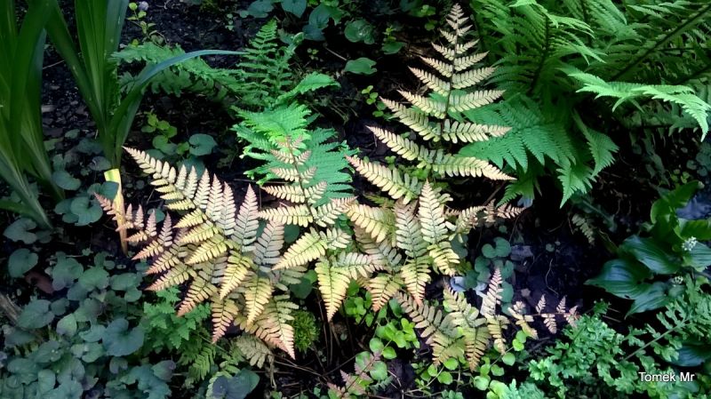Dryopteris purpurella 2