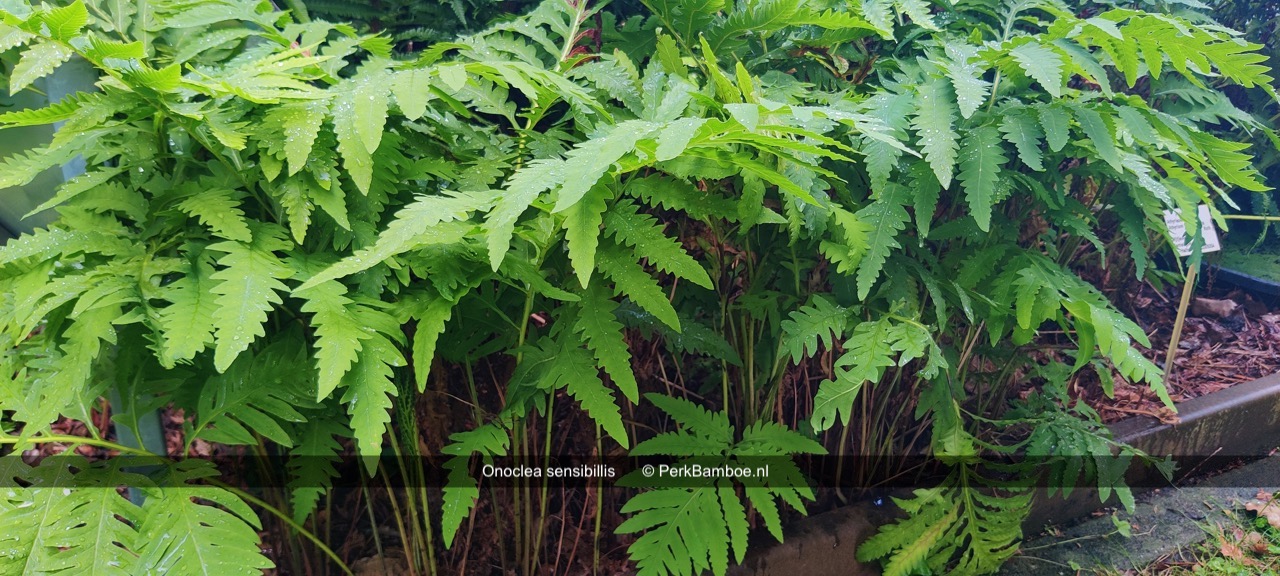 Onoclea sensibilis 3 PerkBamboe nl Large