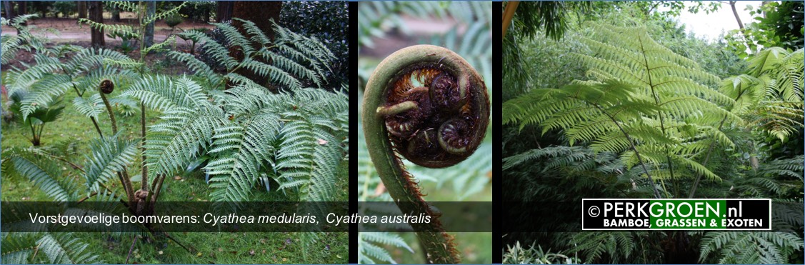 Vorstgevoelige boomvarens- Cyathea medularis  Cyathea australis