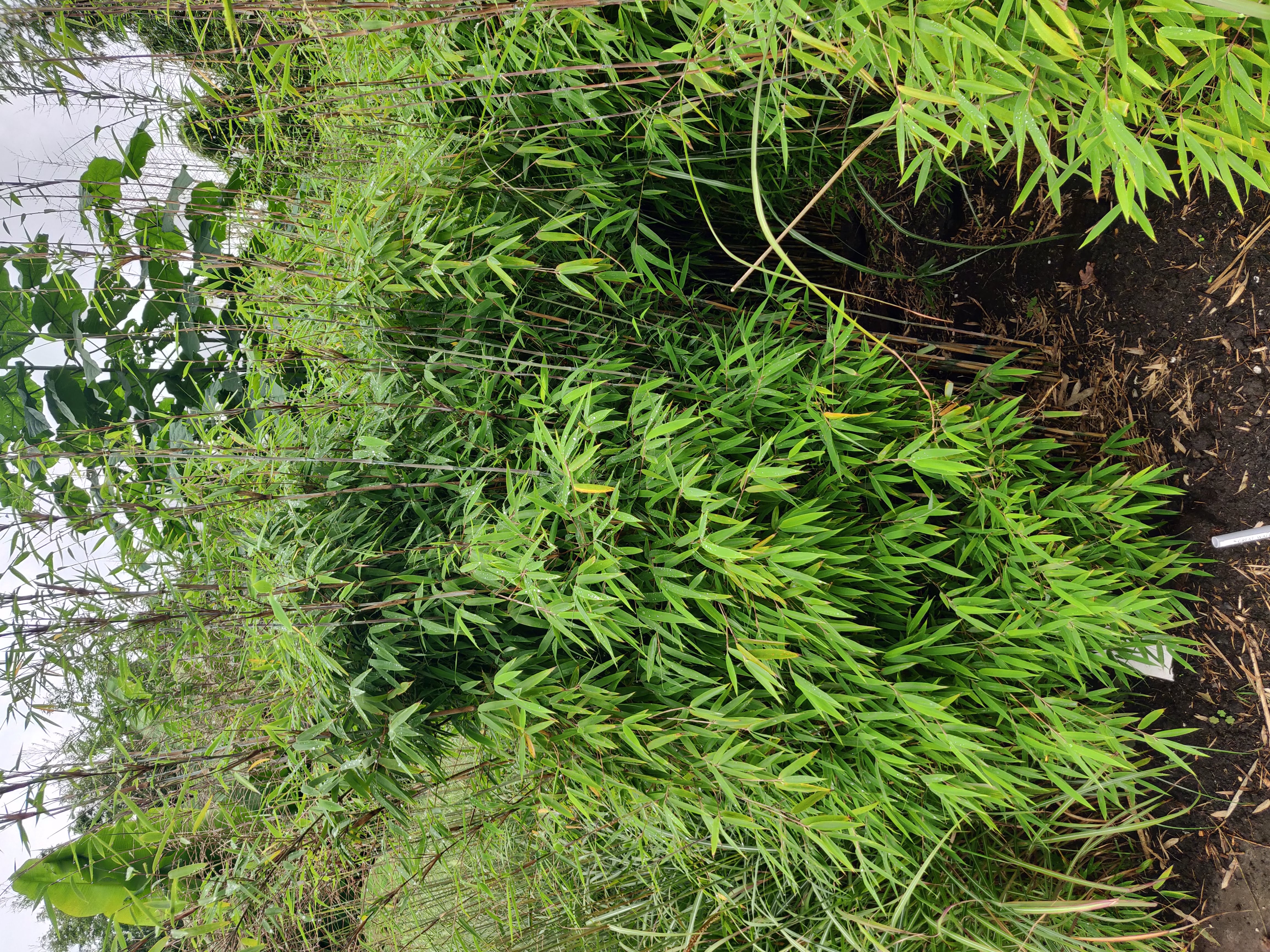 Fargesia hybride Viking - Perk Botanische Kwekerij & Tuin: Bamboe Grassen  Exoten