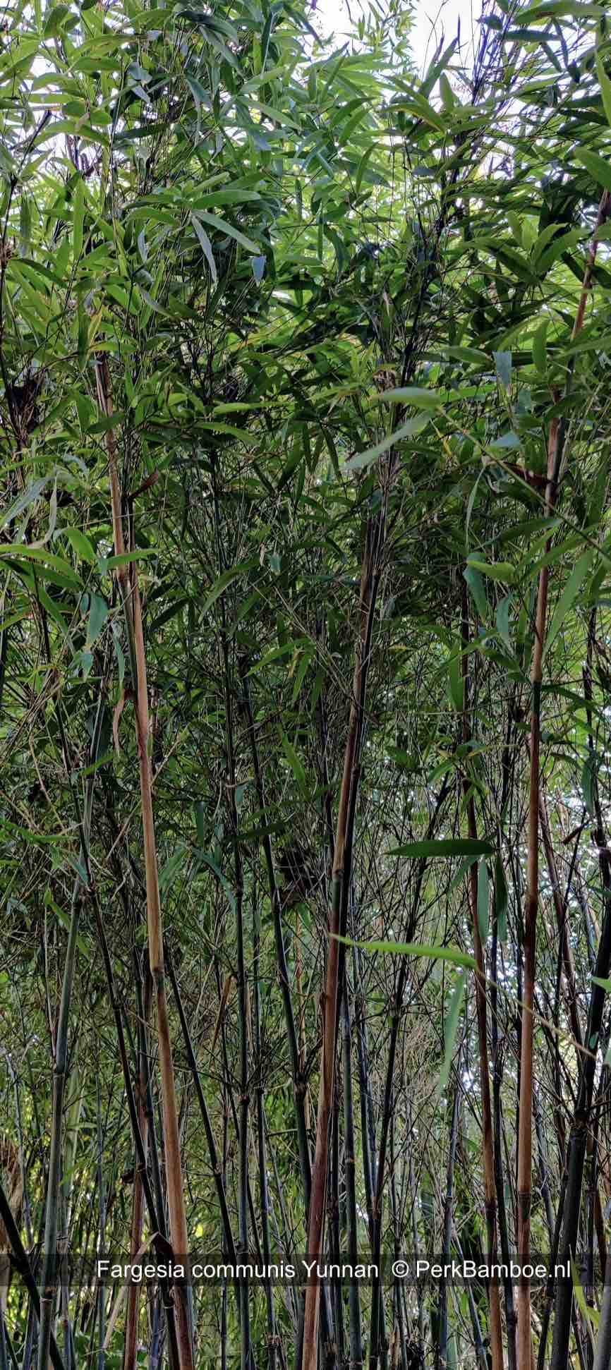Fargesia communis Yunnan 3 PerkBamboenl