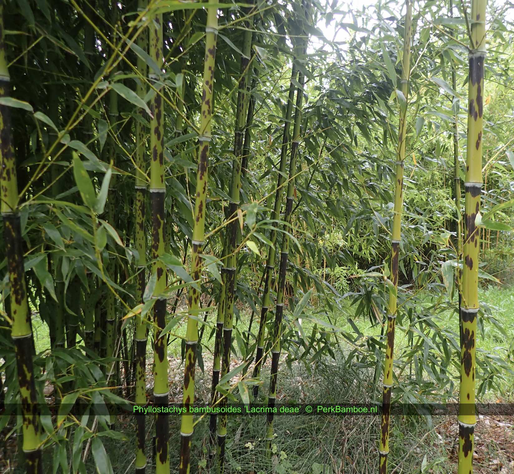 Phyllostachys bambusoides Lacrima deae 4 PerkBamboe.nl