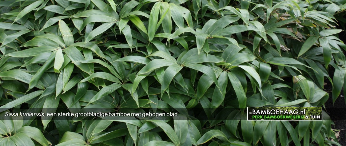 Sasa kurilensis een sterke grootbladige bamboe met gebogen blad