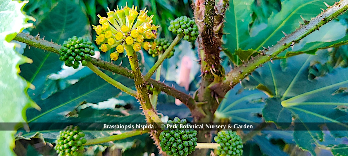 Brassaiopsis hispida 6 PerkGroen nl 