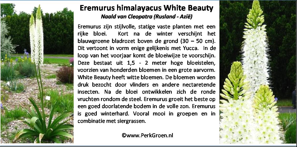 Eremurus himalayacus White Beauty