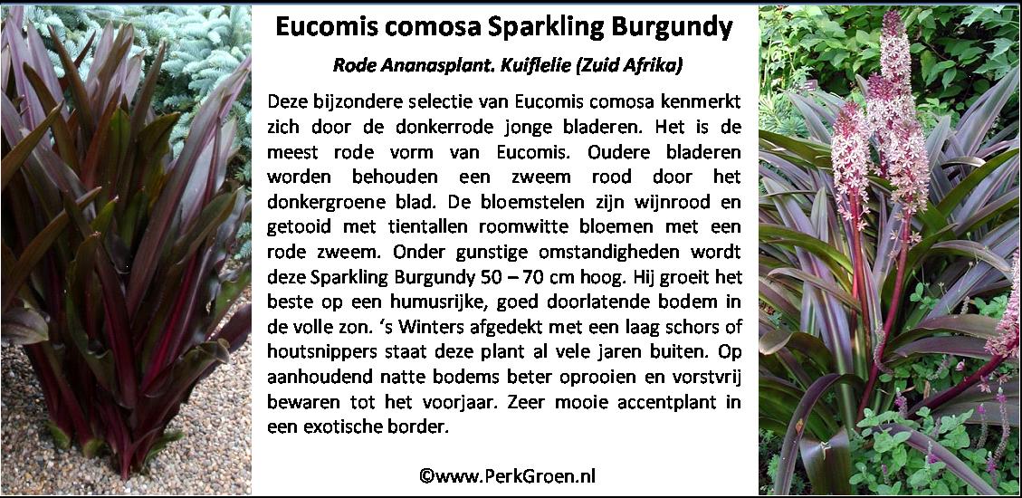 Eucomis comosa Sparkling Burgundy