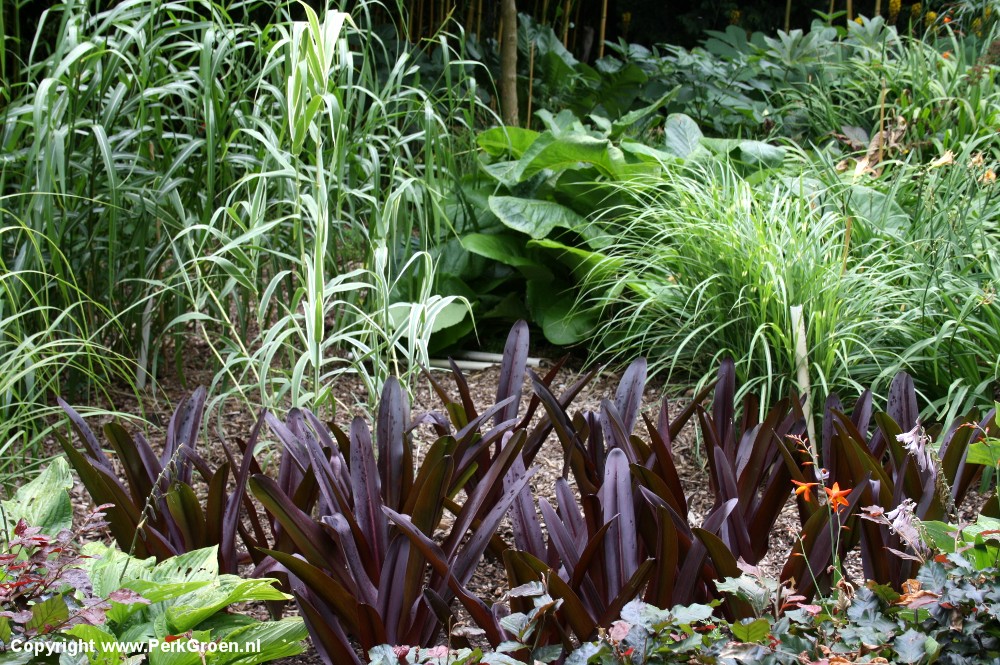 Eucomis comosa Sparkling Burgundy tussen siergrassen Copyright www.PerkGroen