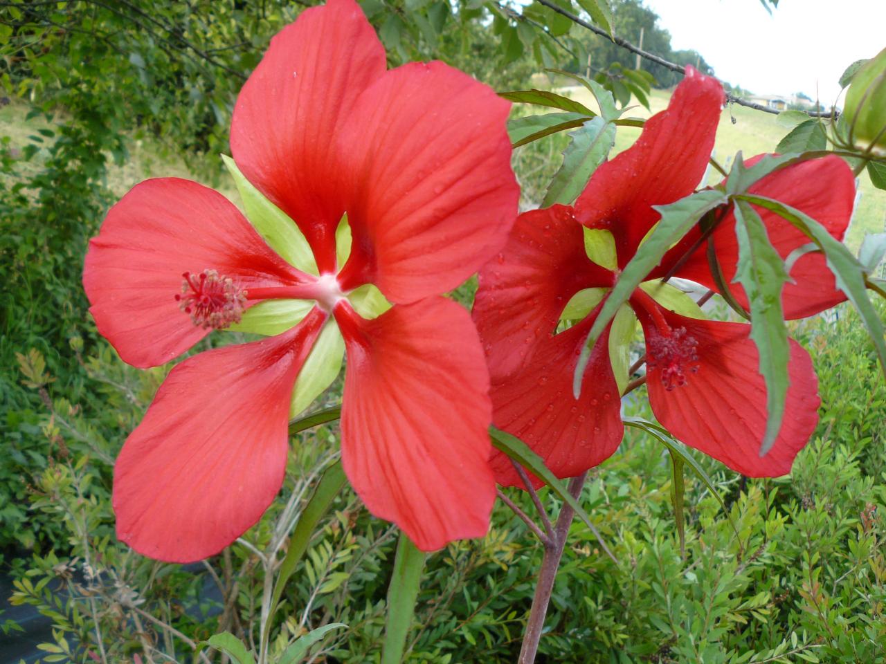 Hibiscus coccineus 1 bloem