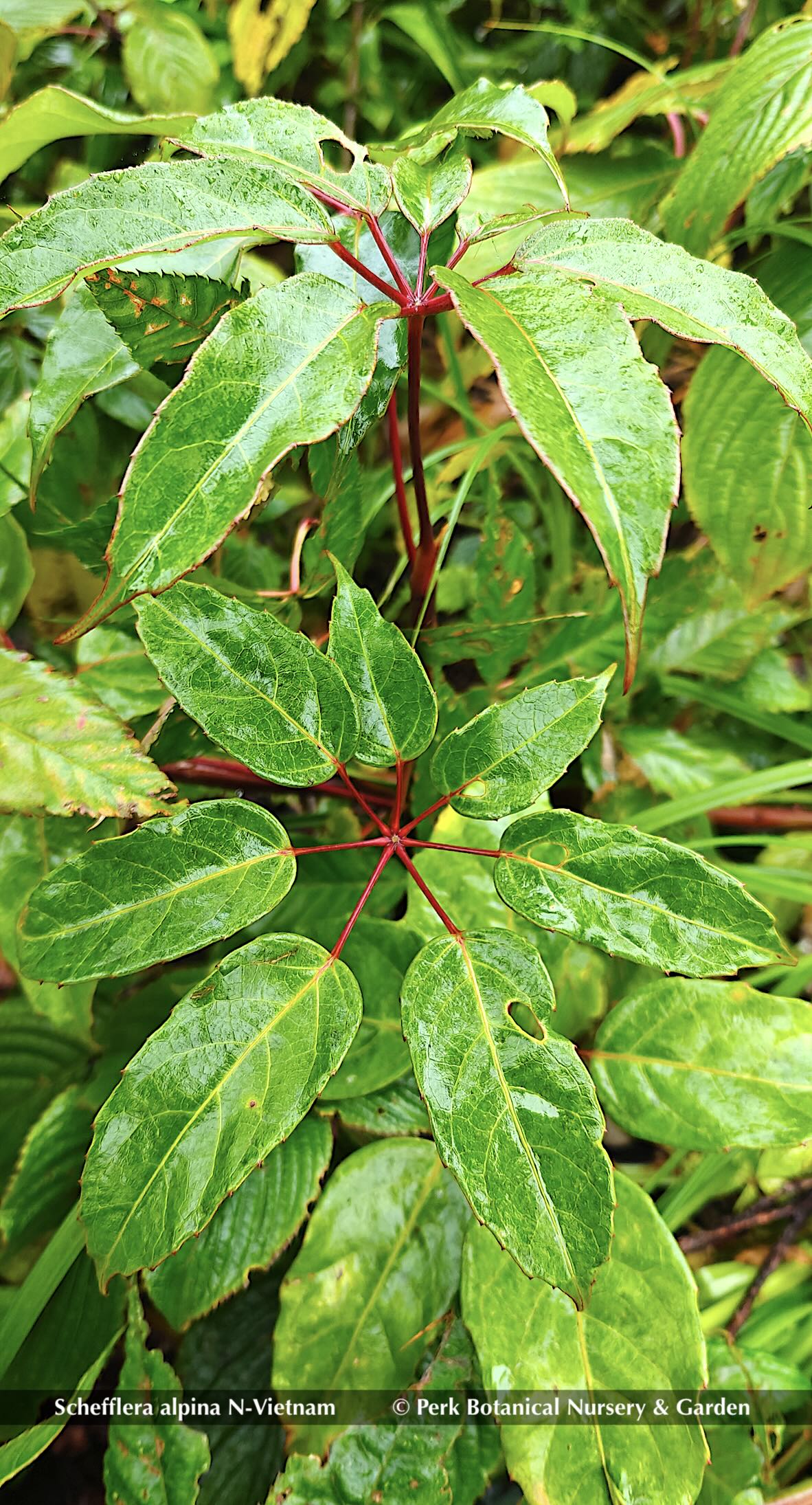 Schefflera alpina N Vietnam Perk Botanical Nursery Garden 1