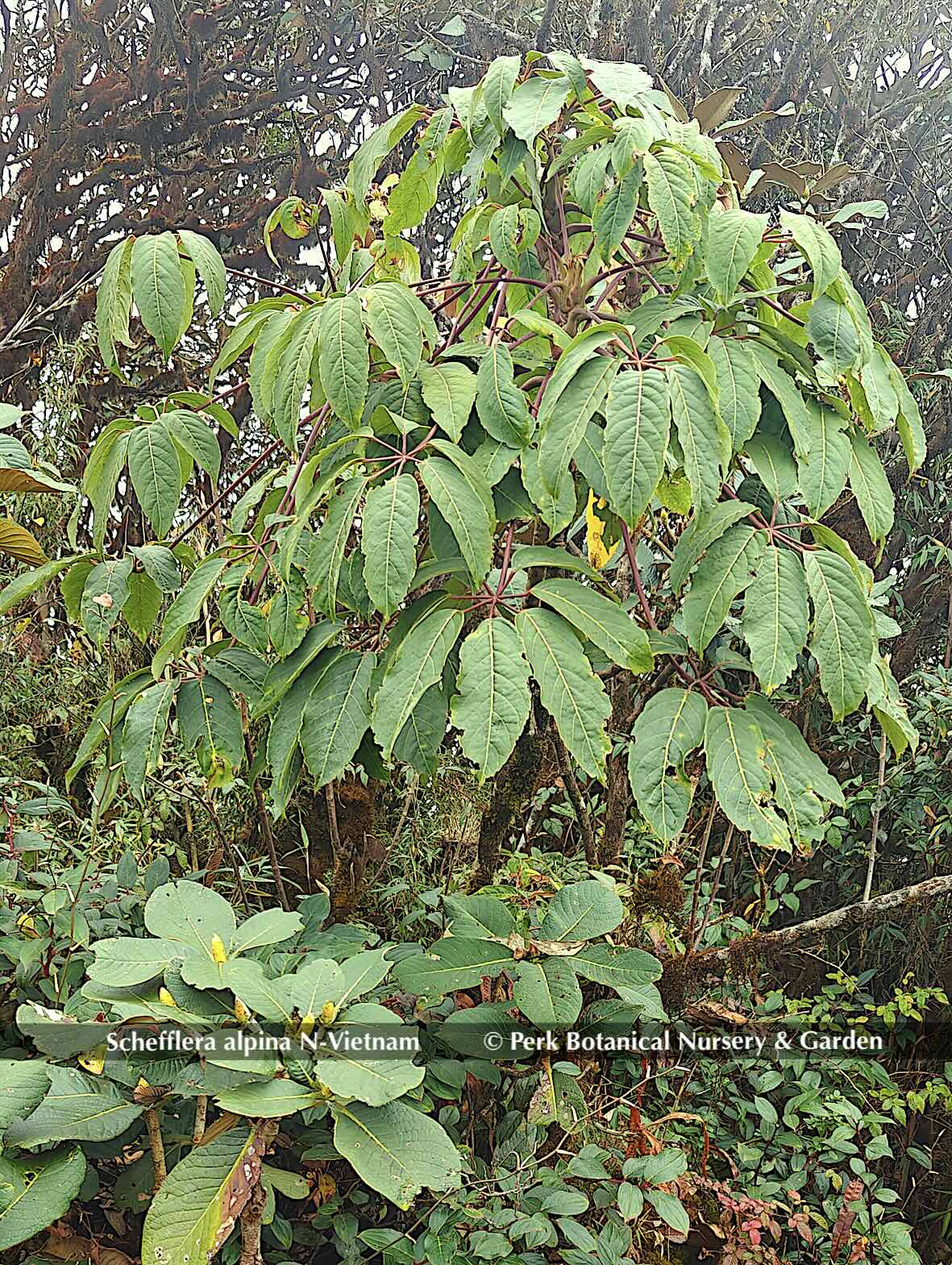 Schefflera alpina N Vietnam Perk Botanical Nursery Garden 5