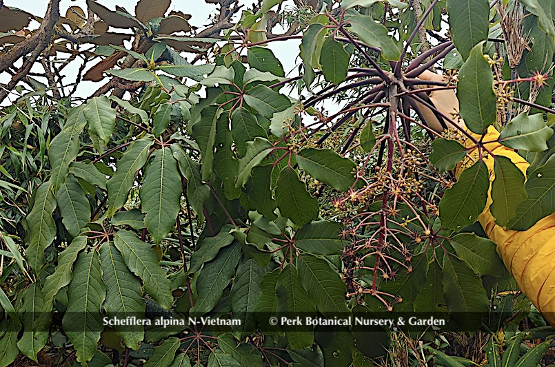 Schefflera alpina N Vietnam Perk Botanical Nursery Garden 6