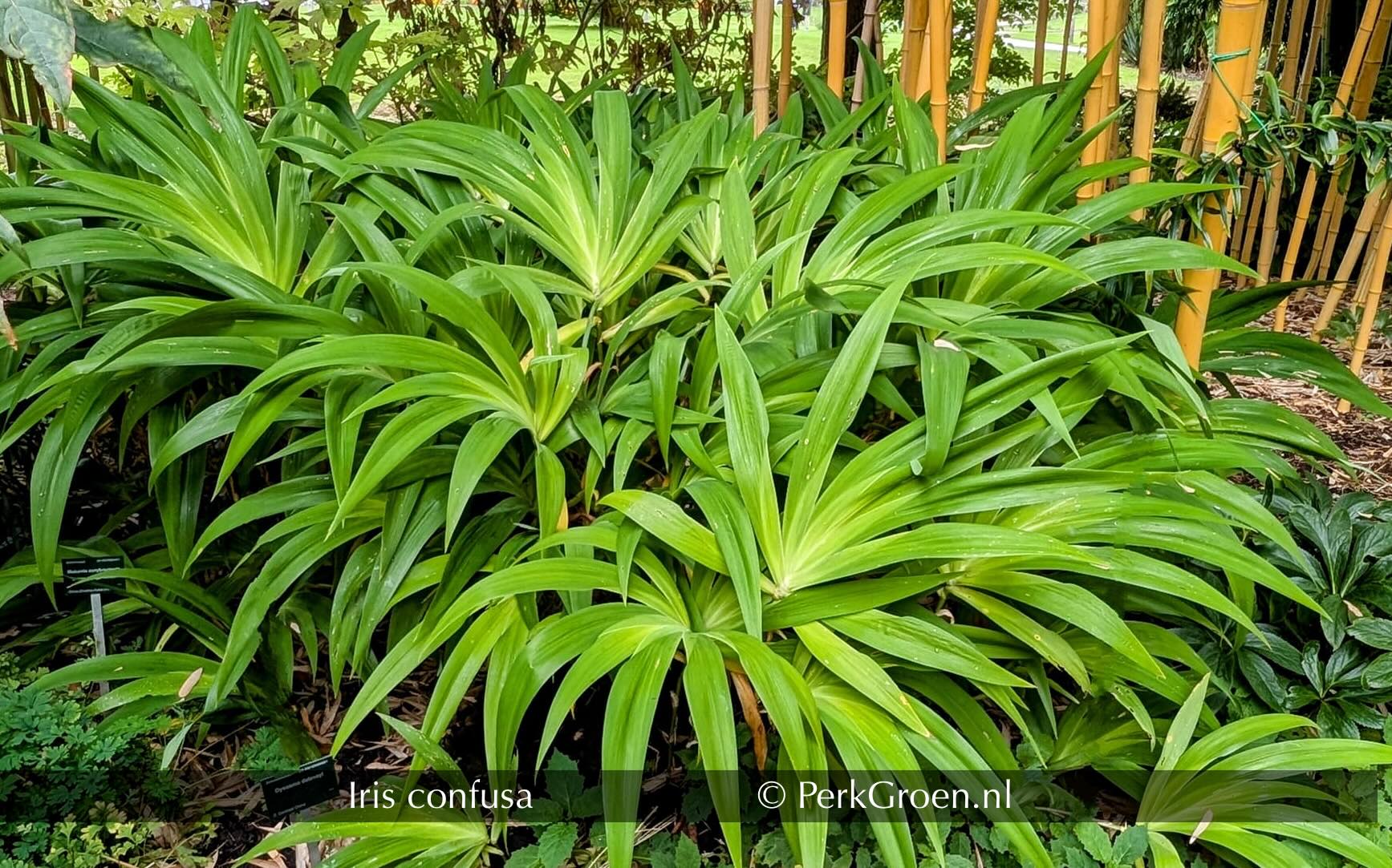iris confusa BTU sept2024 Perk Botanical Nursery Garden PerkGroen nl