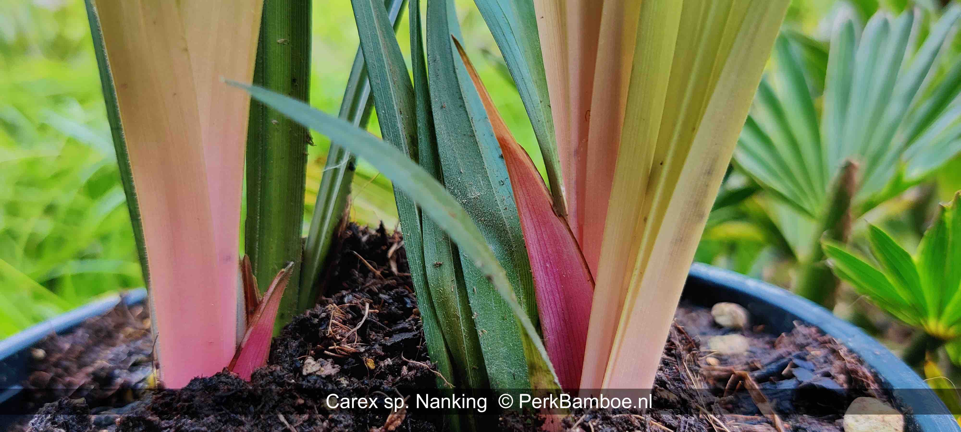 Carex Nanking 1 PerkBamboe nl