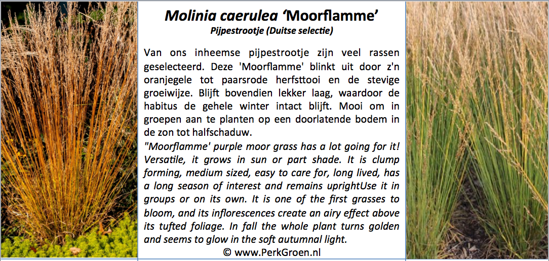 Molinia Moorflamme