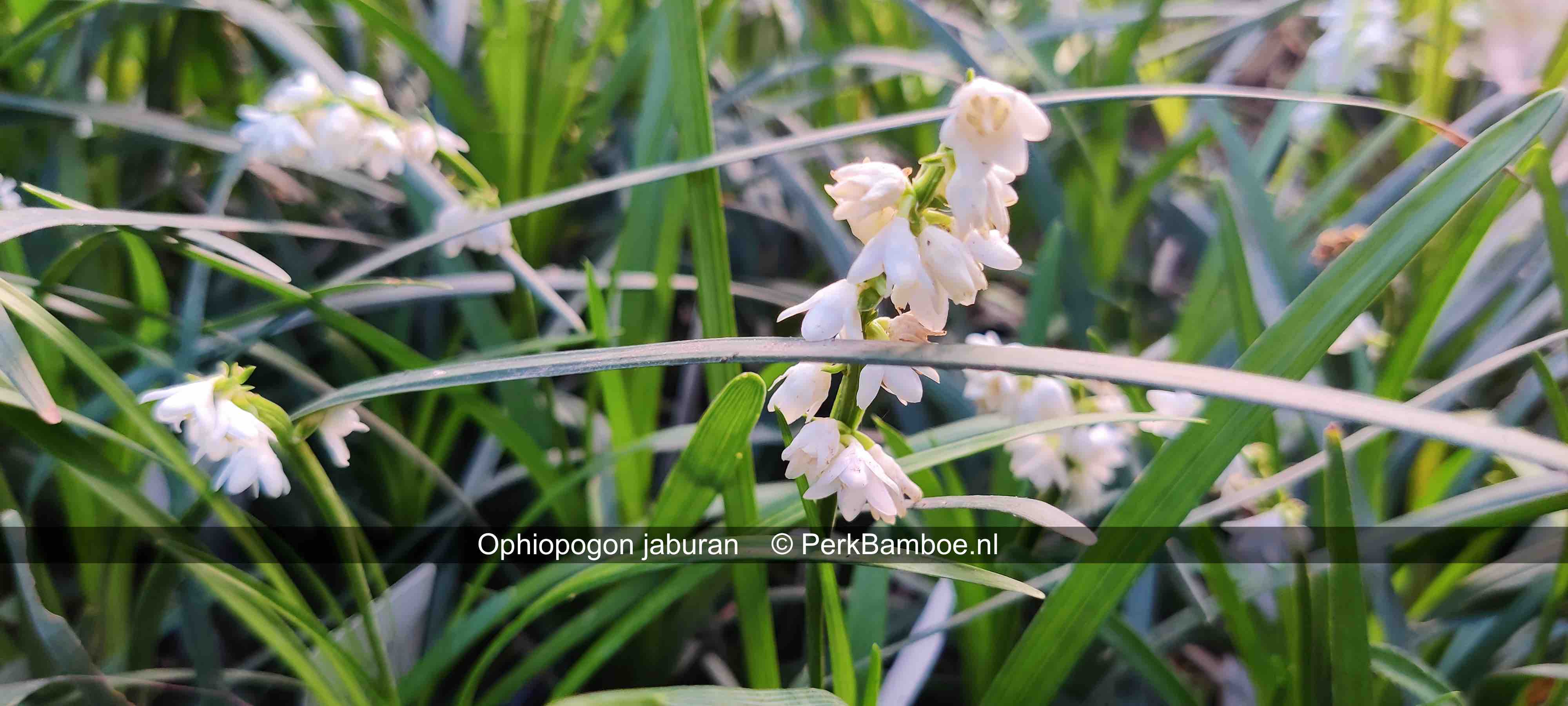Ophiopogon jaburan 3 PerkBamboe nl