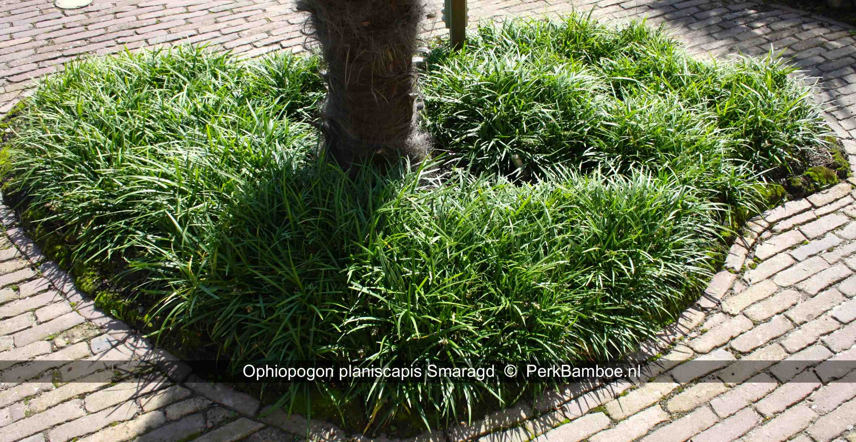 Ophiopogon planiscapis Smaragd 3 PerkBamboe nl
