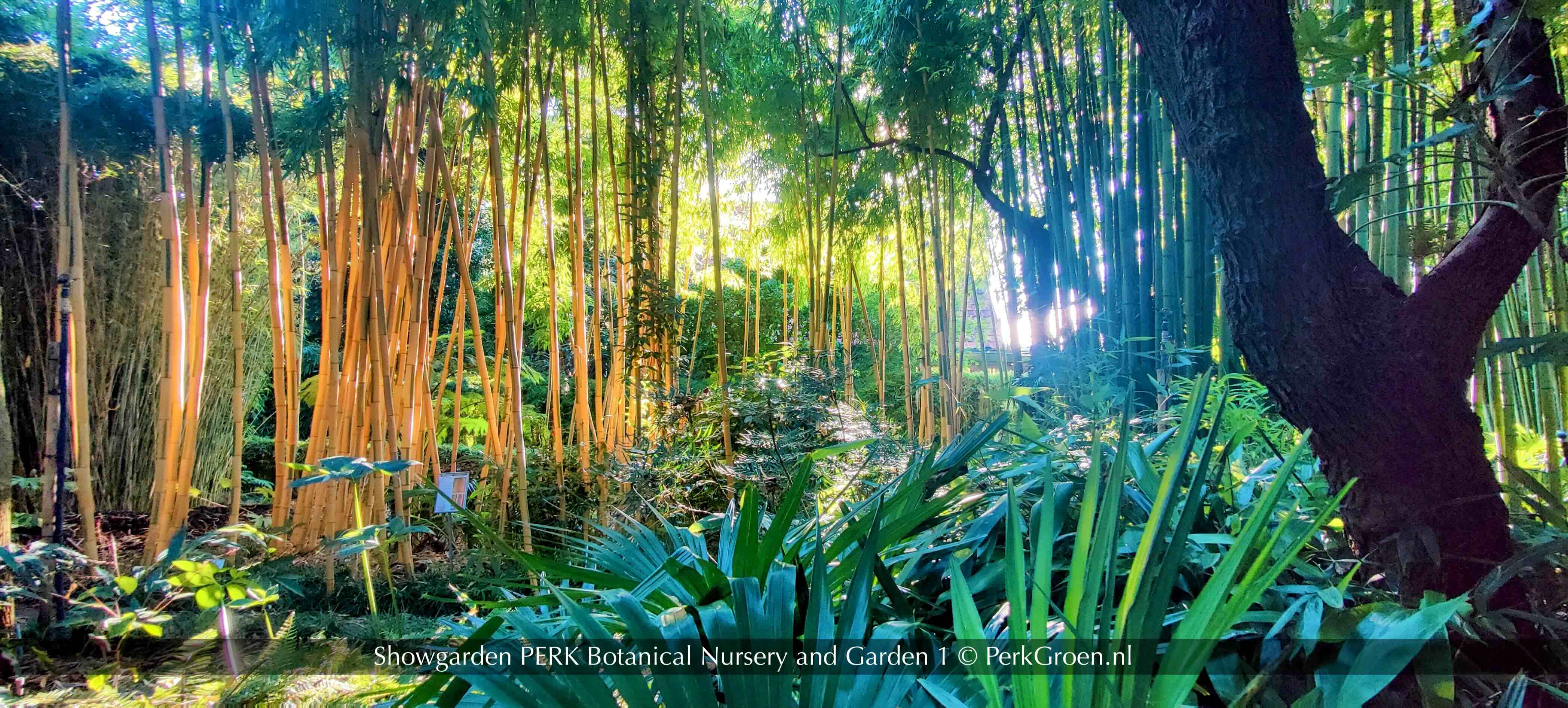 Showtuin PERK Botanische Kwekerij en Tuin Botanical Nursery and Garden 1 PerkGroen nl
