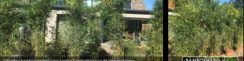 Bamboe aanplant / onderhoud