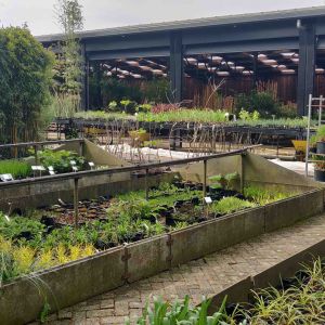 Bamboe siergrassen exoten winkel