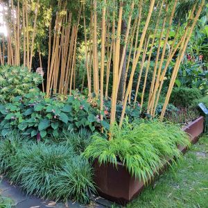 Bamboe siergras exoten showtuin collectie botanische tuin