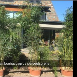 Tuinontwerp aanleg en onderhoud met bamboe, siergrassen en exoten